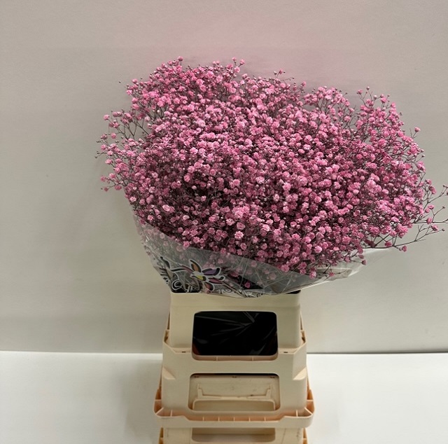 Gyps paint nieuw rose.jpg